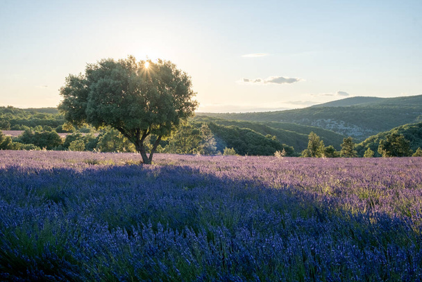 Ardeche lavender fields in the south of France during sunset, Lavender fields in Ardeche in southeast France - Photo, Image