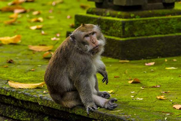 An adult long-tailed monkey watches younger monkeys at play in the monkey forest near Ubud, Bali, Asia - Фото, зображення