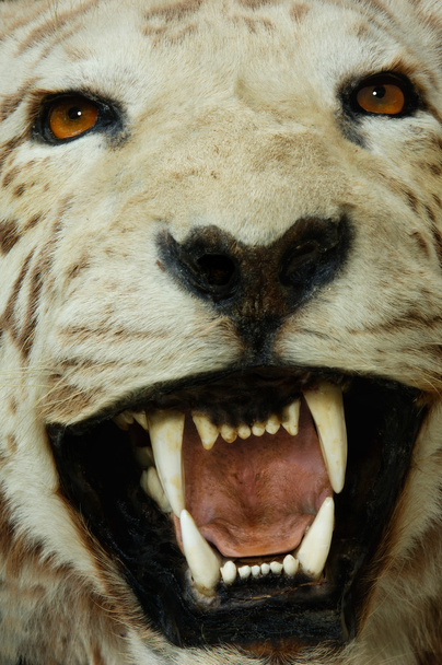 Valkoisen tiikerin pää
 - Valokuva, kuva