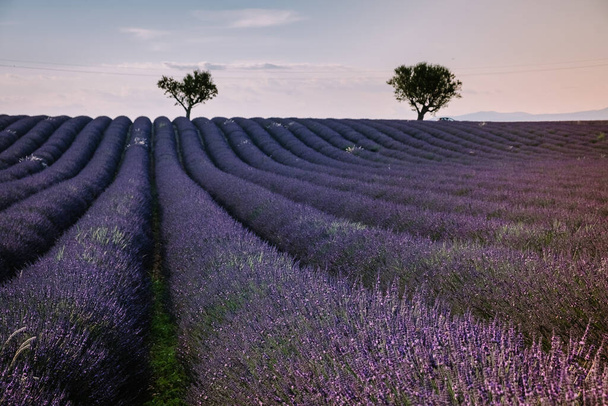 Valensole Plateau, Provence, Southern France. Lavender field at sunset - Фото, зображення