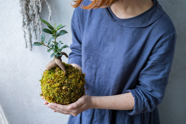 kokedama with bonsai tree or succulent tree in the hands of female close up - Foto, Bild