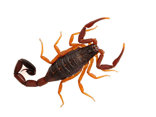 Piękny poddorosły skorpion kory Florydy, (brązowy skorpion kory), Centruroides gracilis, izolowany na białym. Z góry. Gatunek ten waha się od Florydy, Ameryki Środkowej i części Karaibów i Ameryki Południowej  - Zdjęcie, obraz