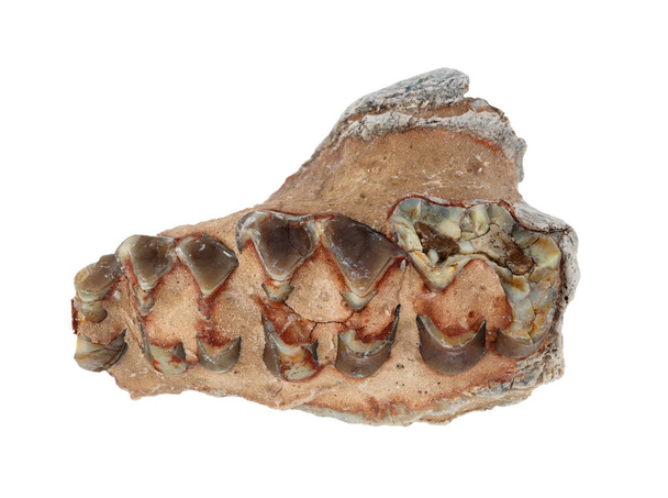 Dentes fósseis de um Oreodonte (Merycoidodon) em matriz de pedra. Estes extintos mamíferos herbívoros semelhantes a porcos viveram no final do Eoceno até o início do Mioceno. Coletado em Dakota do Sul
 - Foto, Imagem