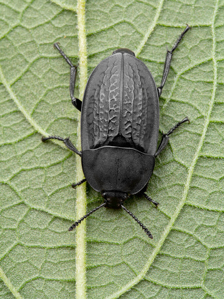 Garden Carrion Beetle, Heterosilpha ramosa, on leaf, from above. These carrion beetles are found in Central America and North America, where they feed on dead animals - Photo, Image