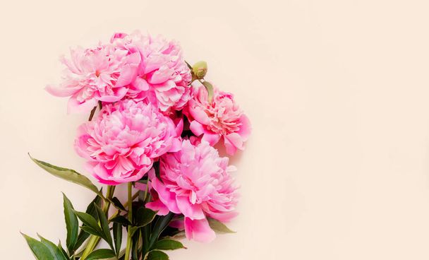 Top kilátás rózsaszín bazsarózsa virágok fénymásoló hely. Virágos háttér. - Fotó, kép