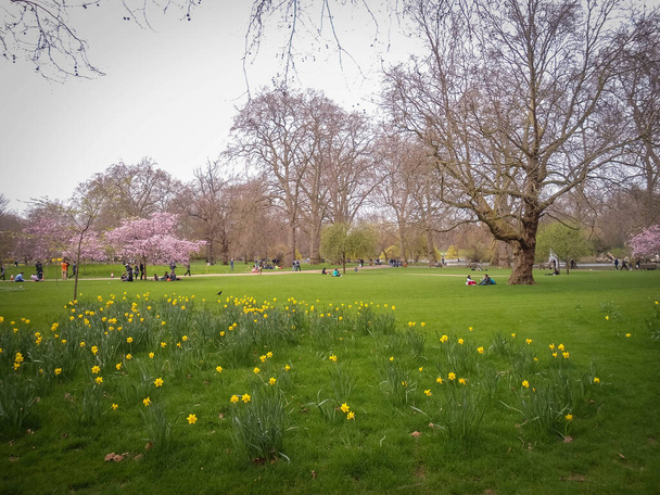Flores amarillas en el Hide Park, Londres, Reino Unido - Foto, Imagen