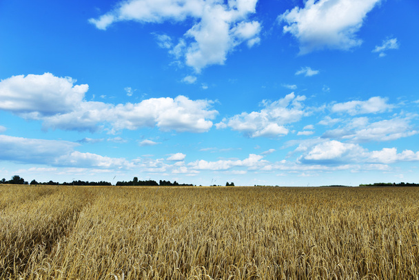 Field in summer day - Fotó, kép