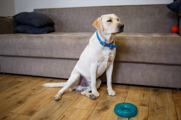 Собака породы Лабрадор светлого цвета шерсти живет в доме и играет с игрушкой голубого цвета, домашние животные - Фото, изображение