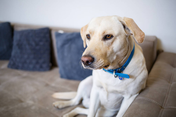 portrét velkého psa plemene Labrador světlé barvy, leží na pohovce v bytě, domácí mazlíčci - Fotografie, Obrázek