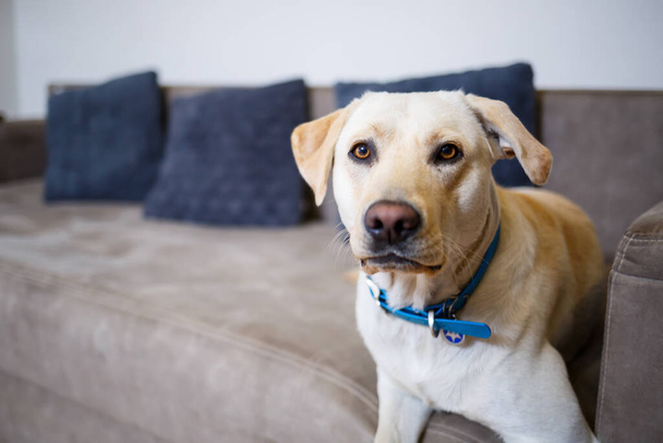 Un gran labrador blanco se encuentra en el sofá, un perro en la casa, apartamento. Mascota amigo del hombre - Foto, imagen