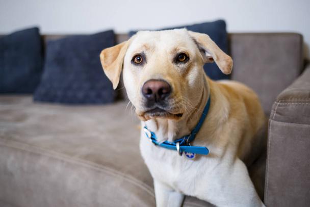 портрет большой собаки породы Лабрадор светлого цвета, лежит на диване в квартире, домашние животные - Фото, изображение