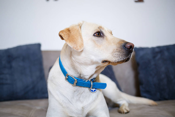Retrato de un Labrador retriever blanco de dieciocho meses de edad acostado en un sofá textil gris. Un perro feliz y divertido está acostado en casa. Cerrar, copiar espacio. - Foto, imagen