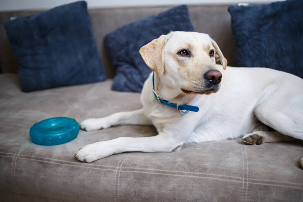 Ritratto di un Labrador bianco di diciotto mesi adagiato su un divano tessile grigio. Un cane felice e divertente è sdraiato a casa. Chiudi, copia spazio. - Foto, immagini