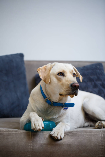 portret van een grote hond van ras Labrador van lichte vacht van kleur, ligt op een bank in het appartement, huisdieren - Foto, afbeelding