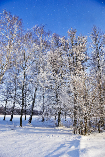 Branches d'arbres couvertes de givre en hiver
. - Photo, image