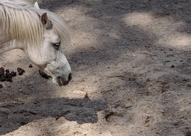 Pequeño caballo blanco en el paddock oliendo heces en el parque zoológico de Riga - Foto, Imagen