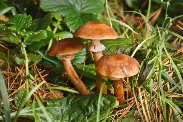 boletus mushroom in the moss - Photo, Image