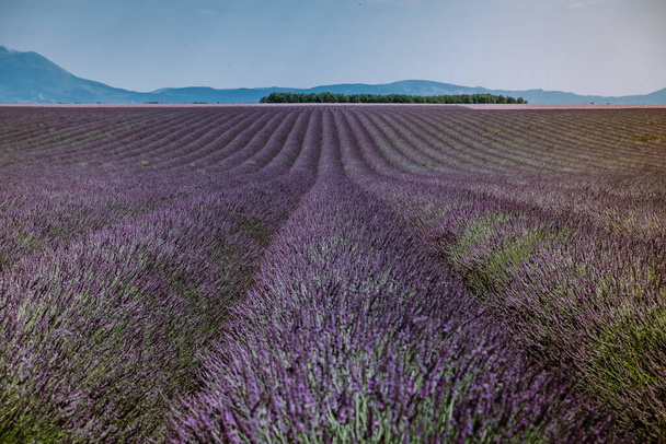 Valensole Plateau, Provence, Südfrankreich. Lavendelfeld bei Sonnenuntergang - Foto, Bild