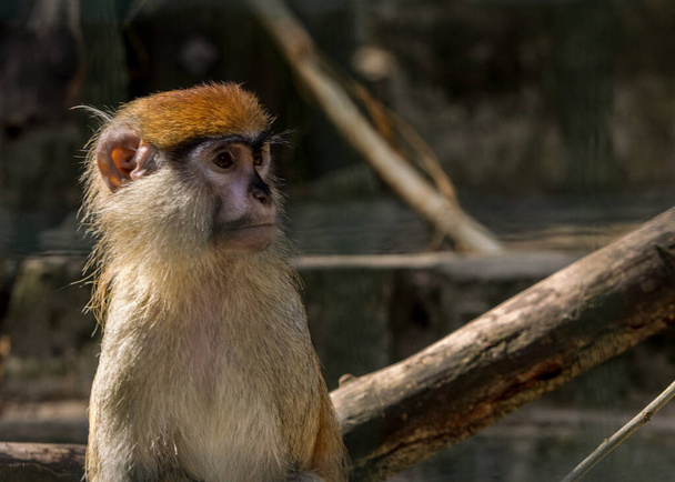 Καφέ χνουδωτή μαϊμού είναι λυπημένος και κάθεται στο κλουβί, Riga ζωολογικός κήπος πρωτεύον - Φωτογραφία, εικόνα