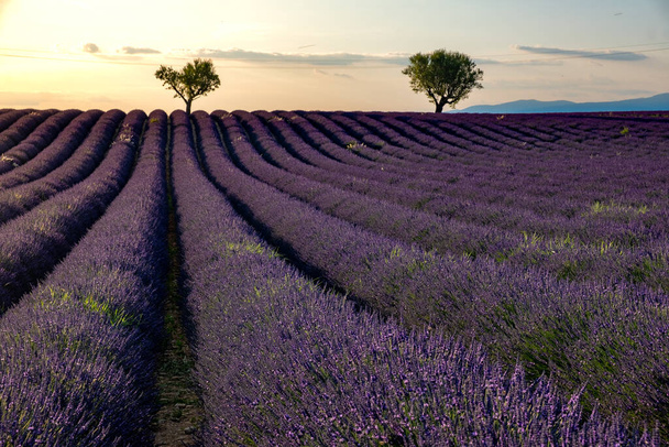 Valensole Plateau, Provence, Southern France. Lavender field at sunset - Fotoğraf, Görsel