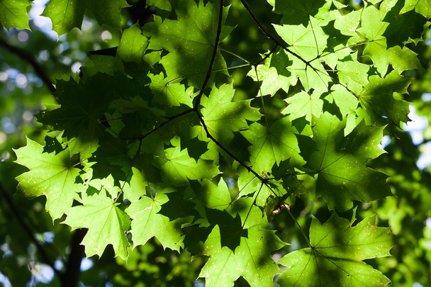 Leaves background - Foto, Bild