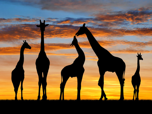 Herd of giraffes - Photo, Image