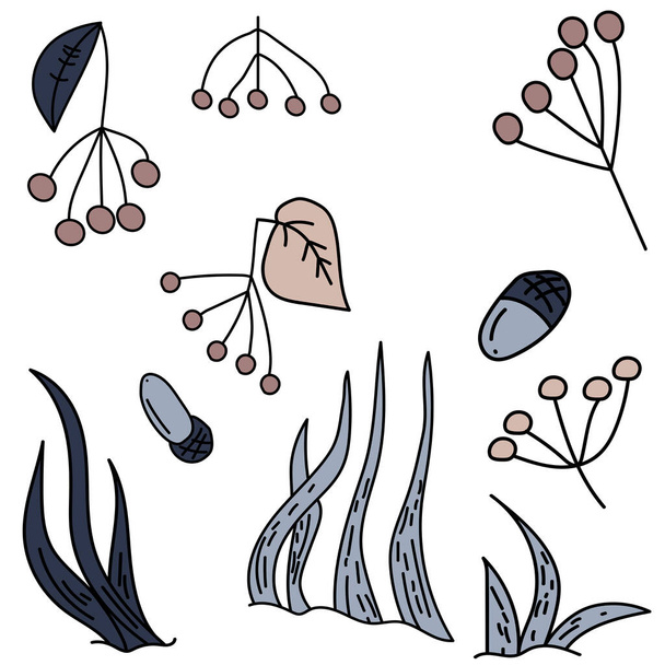 Sada roztomilých bobulovin větviček a žaludy, kresba trávy, vektorové kreslení ručně ilustrace pro design a kreativitu - Vektor, obrázek