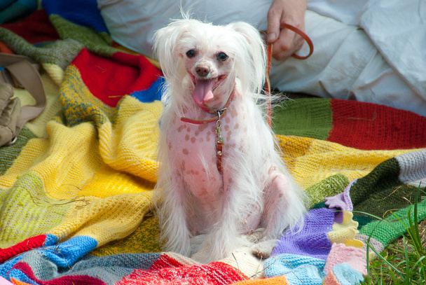 Chinese Crested dog - Foto, afbeelding