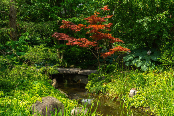 Landschap in Japanse tuin op een mooie zomerochtend. - Foto, afbeelding