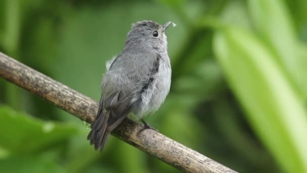 4K Kuvamateriaalia luonnosta luonnonvaraisten lintulajien Little Pied Flycatcher joka löytyy Borneo, Sabah, Malesia. - Materiaali, video