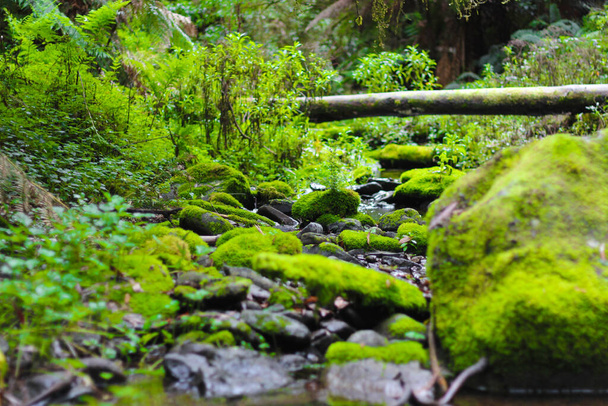 Бормочущий ручей, вода, текущая из водопада через мшистые скалы, упавшие деревья и папоротники - Фото, изображение