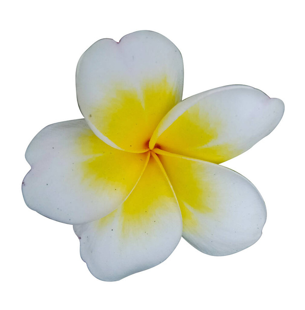 fiore di plumeria e sfondo bianco  - Foto, immagini