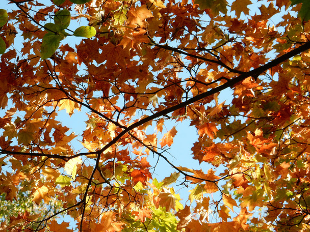 autumn yellow, orange, green, red maple leaves on the sky. High quality photo - Фото, изображение