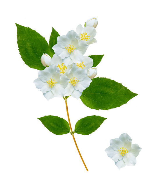 a jázminvirágok fehér alapon izolált ága. Gyönyörű virágzó növény - Fotó, kép