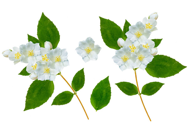 branch of jasmine flowers isolated on white background. Beautiful flowering plant - Photo, Image
