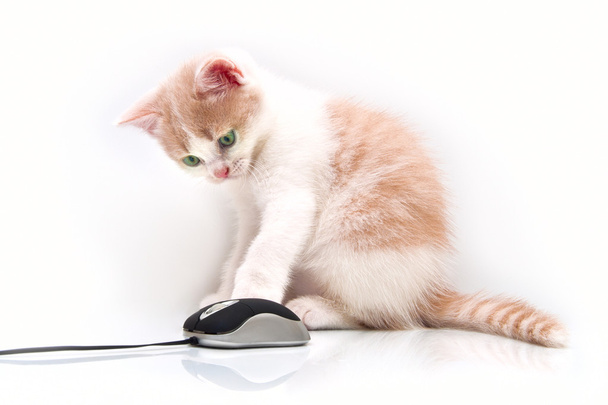 Красный зеленоглазый котенок с компьютерной мышью
 - Фото, изображение