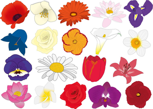 Flowers blossom vector illustration - Vector, Image