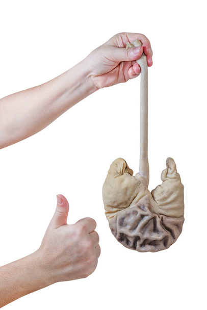 Mão segurando estômago de porco com o polegar para cima, isolado no fundo branco, clipping pat
 - Foto, Imagem