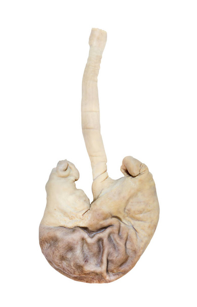 свинячий шлунок ізольований на білому тлі, відсічний контур
 - Фото, зображення