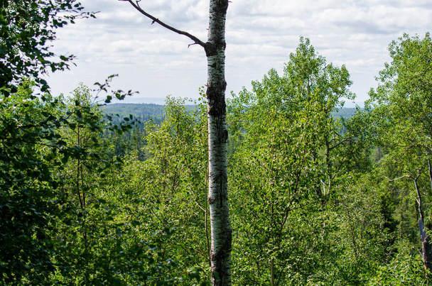 View on the Baldy Mountain Hiking Trail in Duck Mountain Provincial Park, Manitoba, Canada - Photo, Image