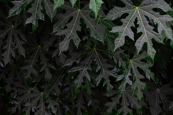 Donkergroene natuurlijke achtergrond.Groene natuurlijke bladeren in de tuin maken patroon achtergrond. Geen focus, low-key shot concept. - Foto, afbeelding