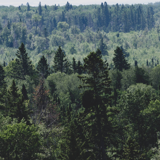 View of forests on the Baldy Mountain Hiking Trail in Duck Mountain Provincial Park, Manitoba, Canada - Photo, Image