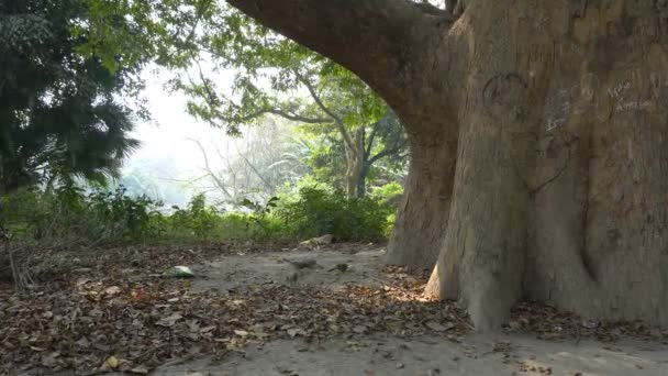 Jungle babbelaar, Argya striata, in de volksmond bekend als zeven zussen, zeven broers, of saath bhai in Bengaals, vogels eten voedsel uit de bodem. - Video