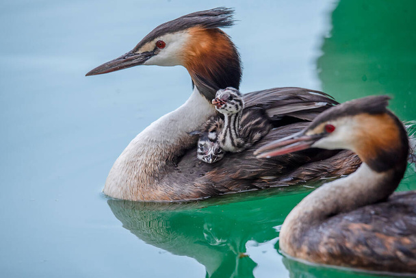 Οικογένεια του μεγάλου κατάφυτου με νεοσσούς στην πλάτη που κολυμπούν στη λίμνη της Γενεύης, Ελβετία. Cute Podiceps Γονείς, αγάπη και φροντίδα conecpt. - Φωτογραφία, εικόνα