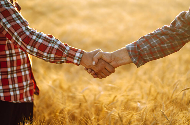 Handshake. Two farmer standing in a wheat field and shake hands on sunset. Harvesting and business concept. - Photo, image