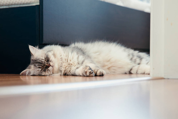 Imádnivaló aranyos aranyos szürke csincsilla Perzsa macska feküdt alszik a fa padlón otthon - Fotó, kép