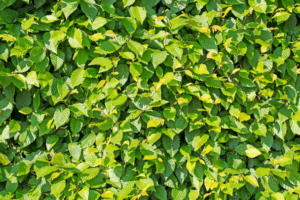 Valkopyökki, Carpinus betulus, keväällä - Valokuva, kuva