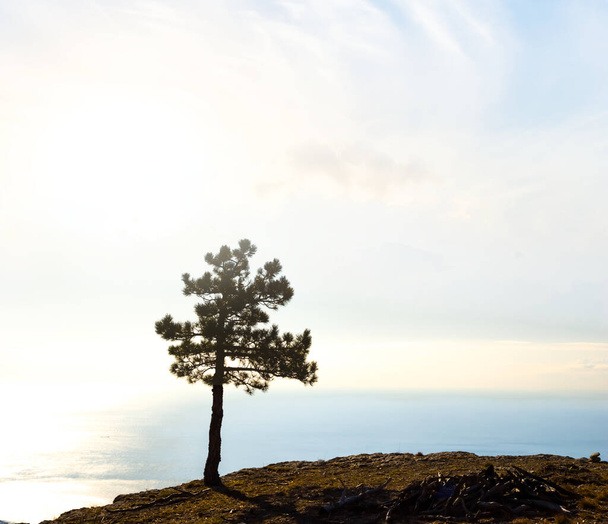 alone pine tree silhouette on a hill in a light of early morning  sun - Photo, Image