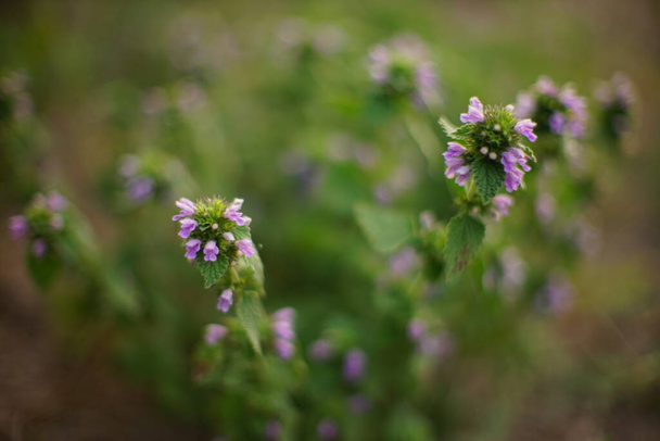 Lamium purpureum rośnie w letnim ogrodzie. Roczne lub dwuletnie rośliny zielne. Dzikie purpurowe kwiaty. - Zdjęcie, obraz