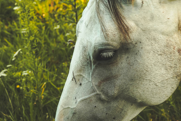 Закрытый снимок - глаз светлой лошади в мясорубке, тонированный - Фото, изображение